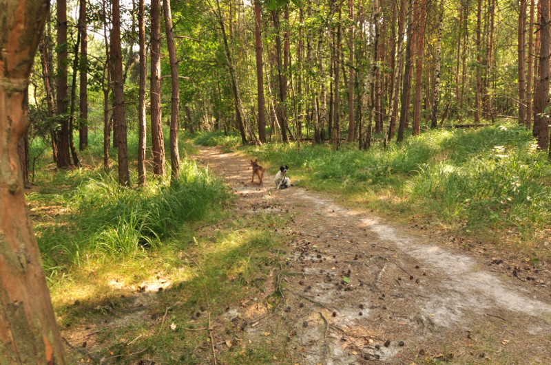 Sulistrowiczki 2015