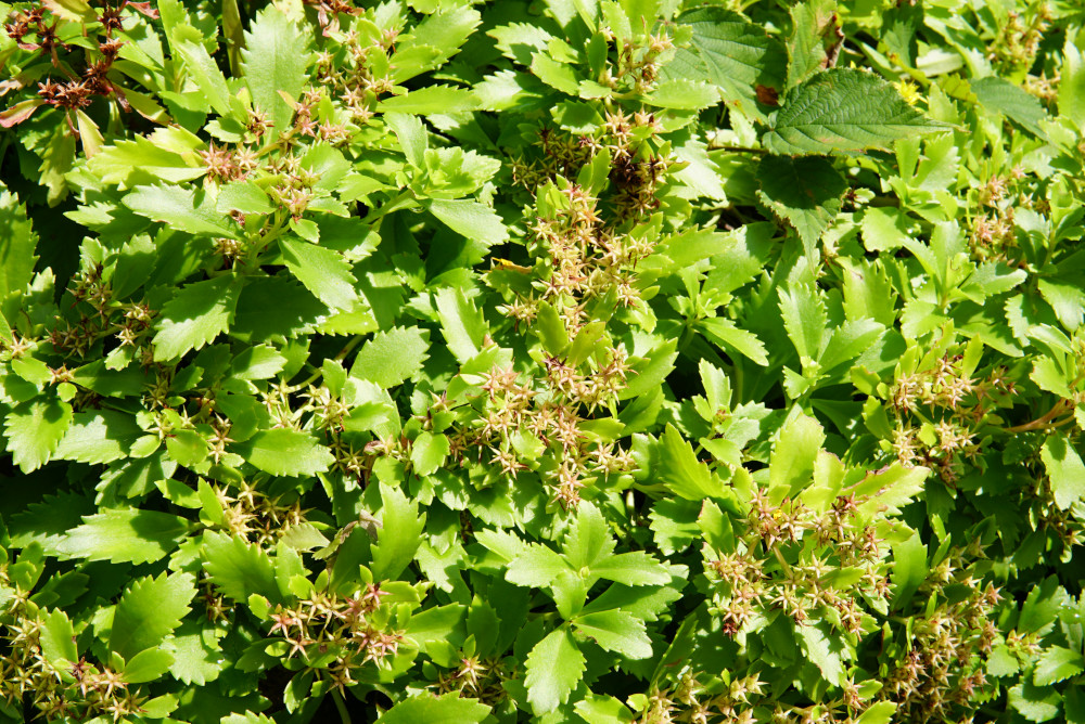 Wieżyca Amfiteatr 2019